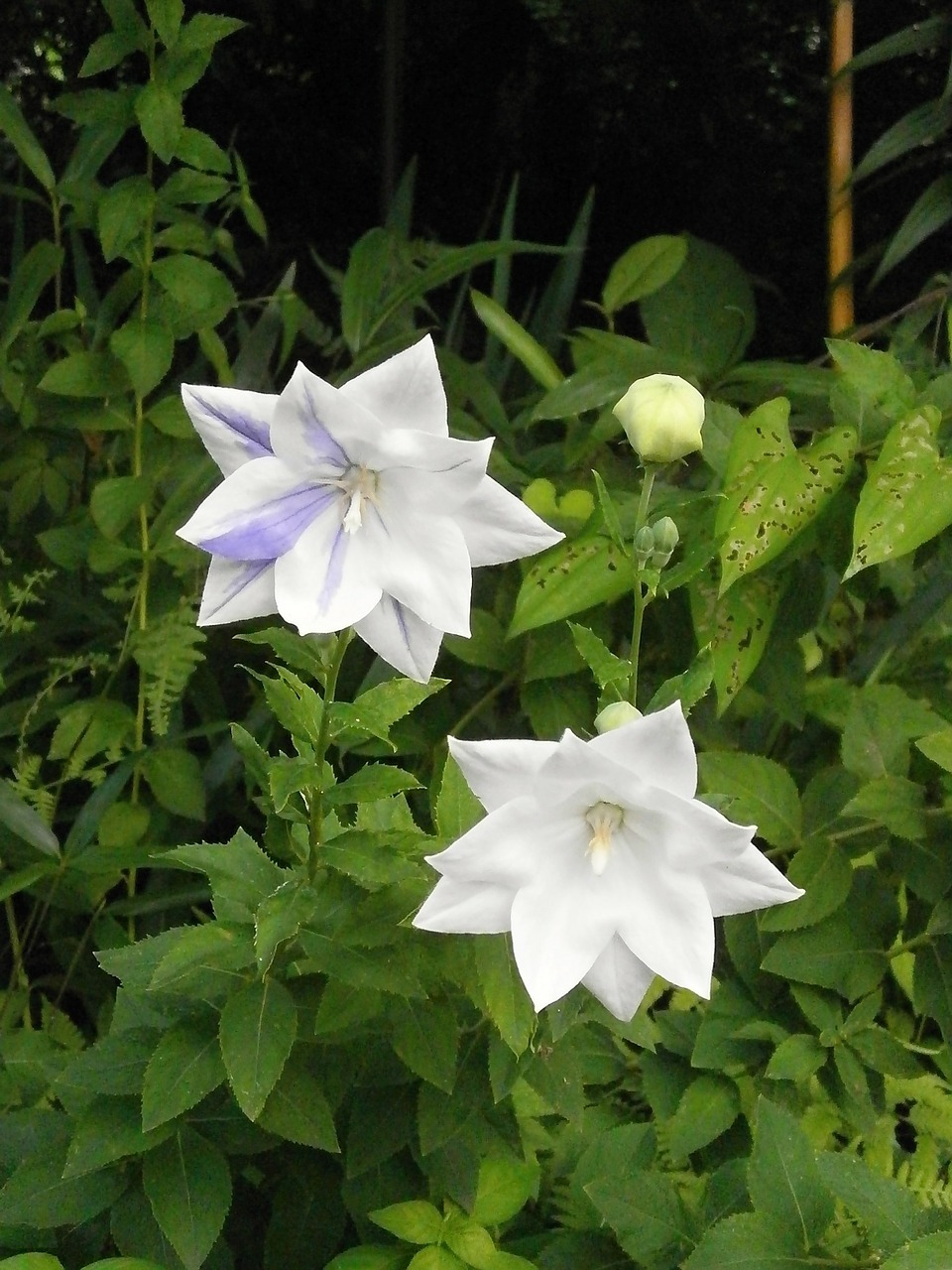 kikyo platycodon grandiflorum a dc white flowers free photo