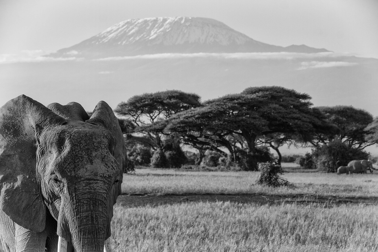 kilimanjaro africa african bush elephant free photo