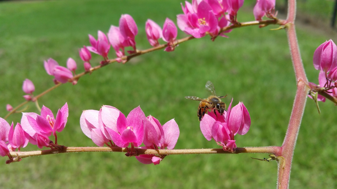 killer bee bee insect free photo