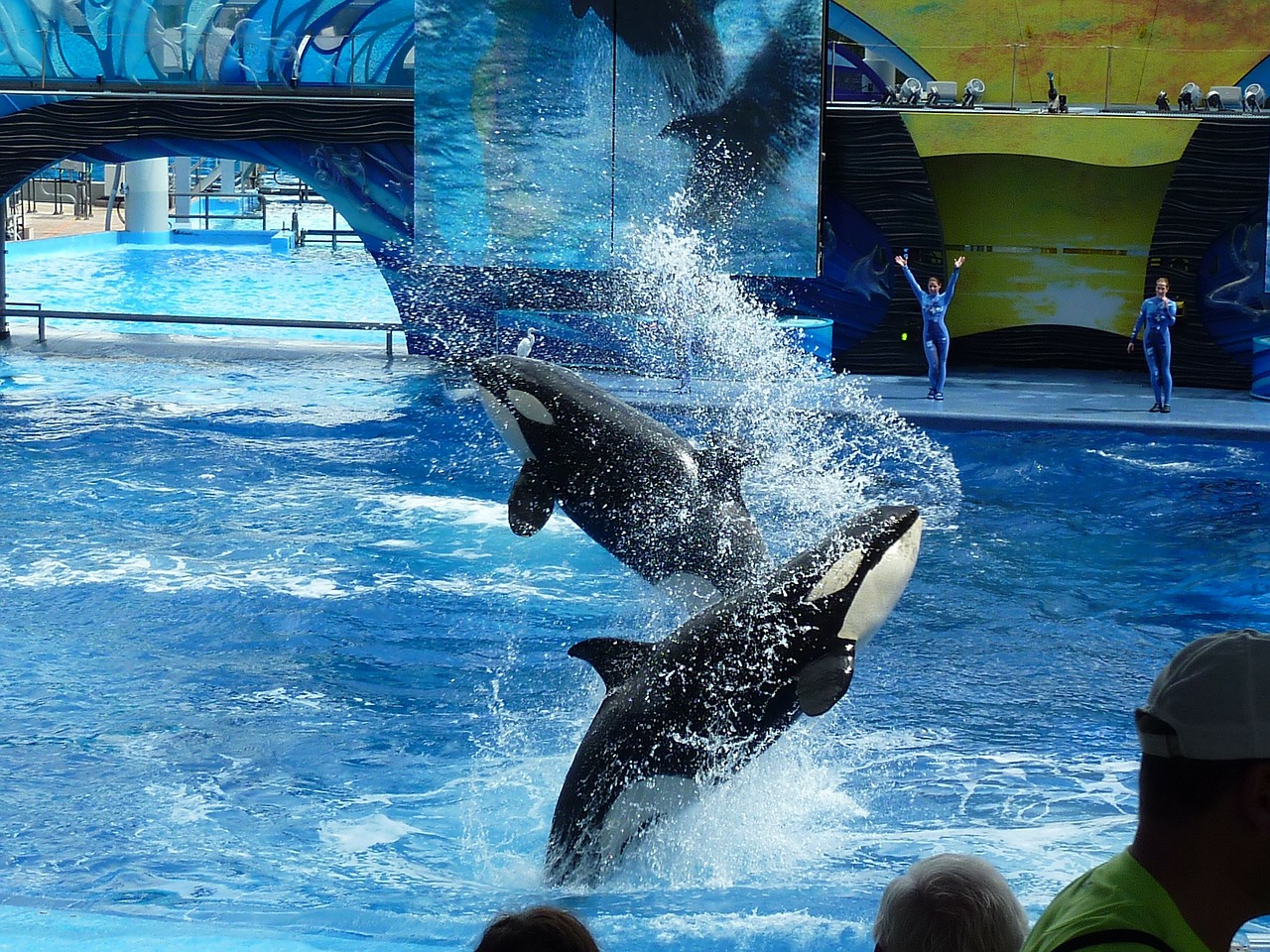 killer whale orca whale free photo