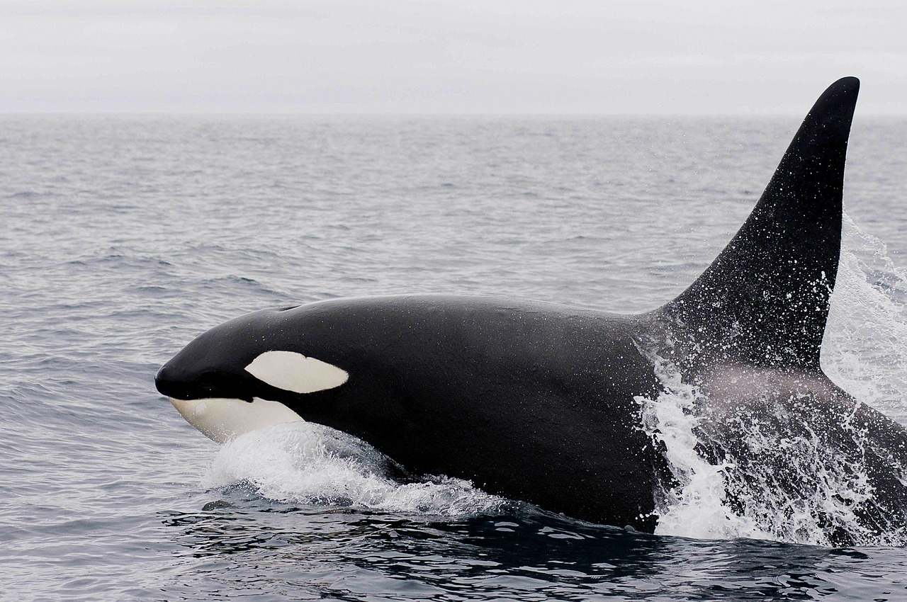 killer whale orca breaching free photo