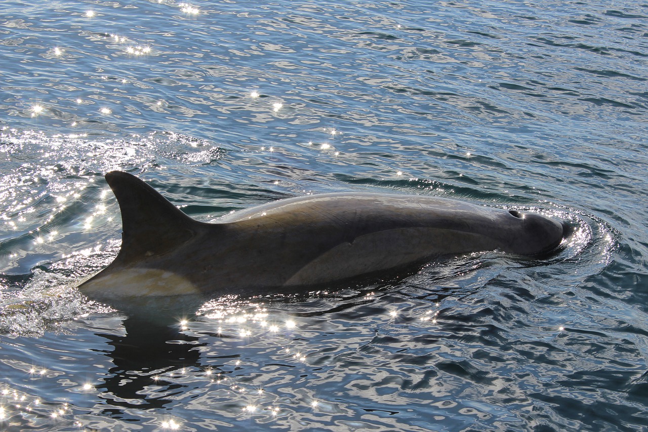 killer whale whale mar free photo