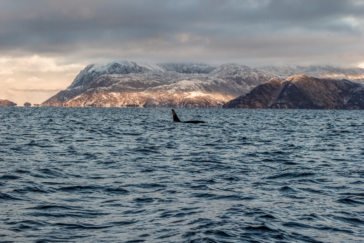 killer whale whale safari free photo