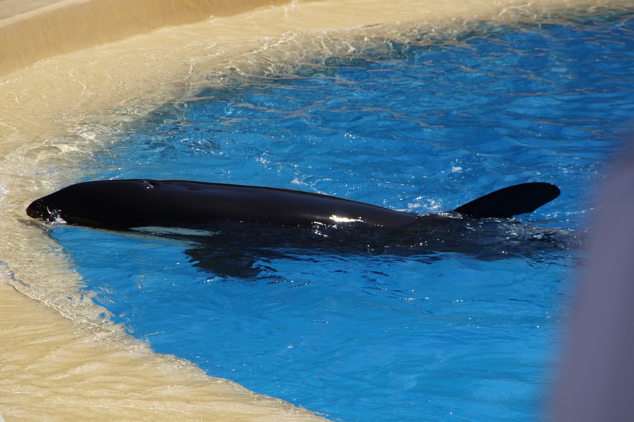 killer whale killer orca free photo