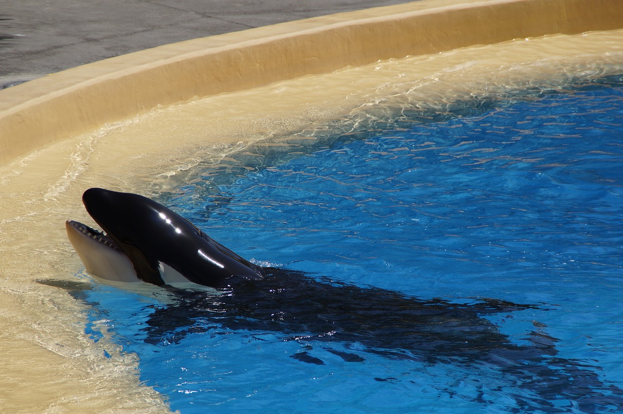 killer whale killer orca free photo