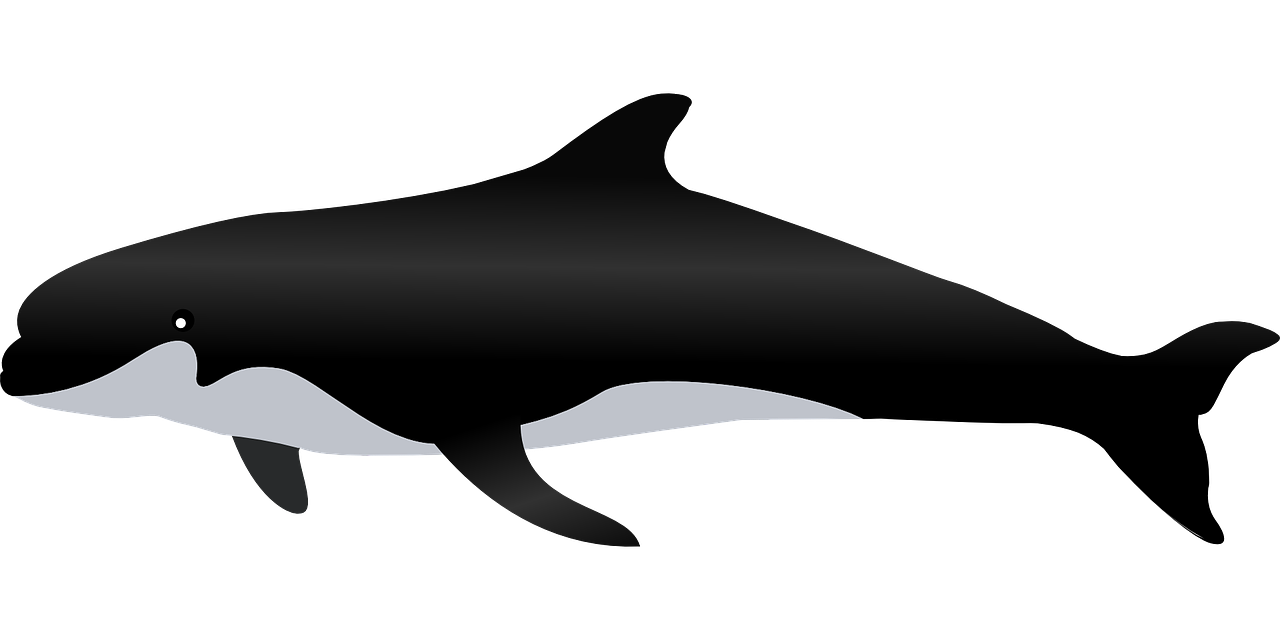 killer whale whale sea free photo
