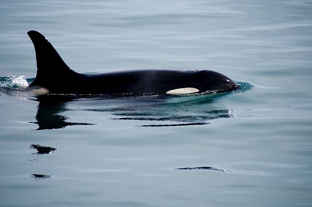 killer whale  orca  breaching free photo