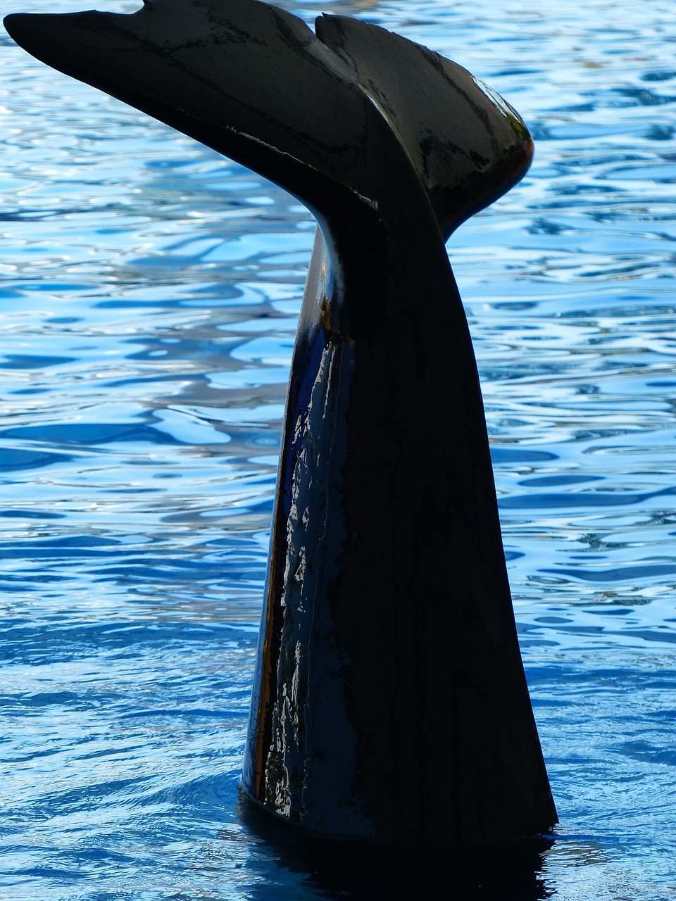 killer whale orcinus orca orka free photo