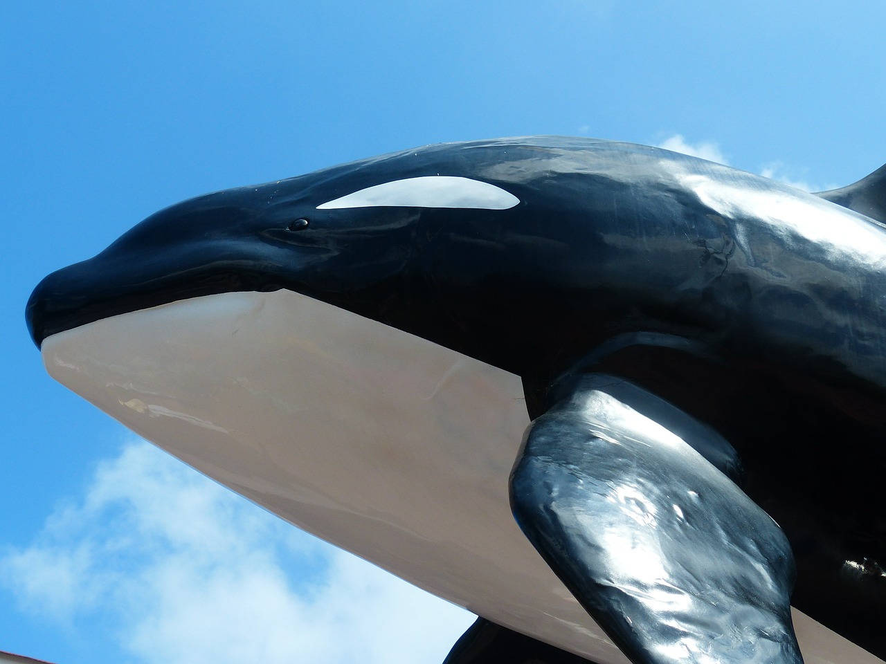 killer whale orcinus orca orka free photo