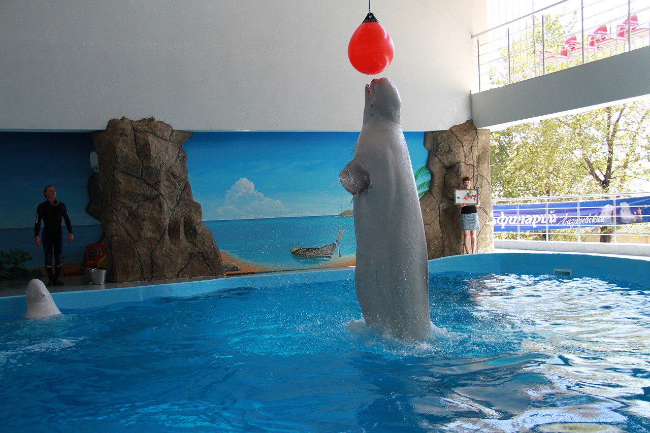 killer whale dolphinarium tricks free photo