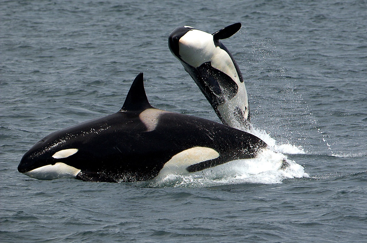 killer whales orcas breaching free photo