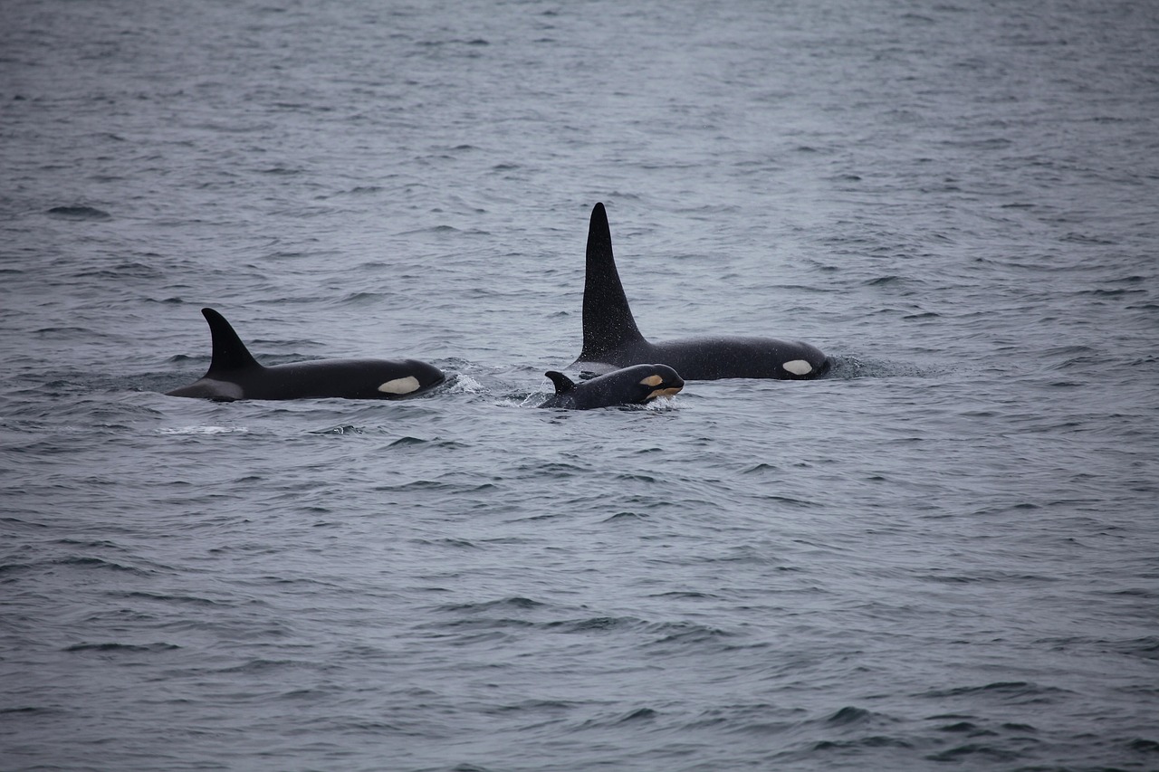 killer whales  orcas  pod free photo