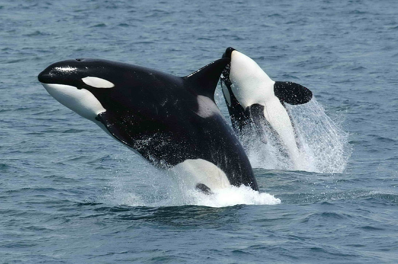 killer whales orcas breaching free photo