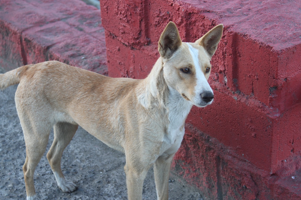 kiltro quiltro stray dog free photo