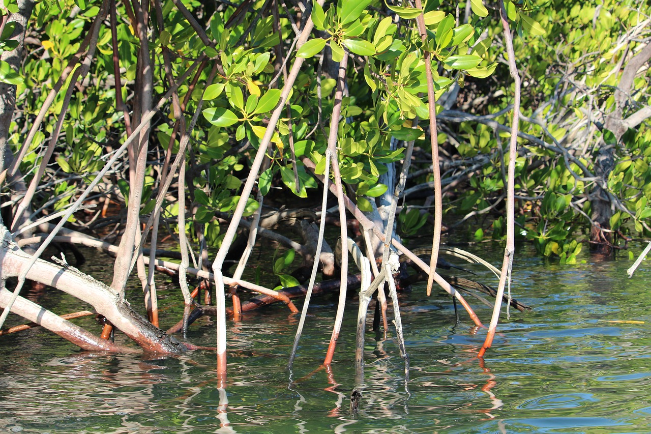 kimberley mangroves australia free photo