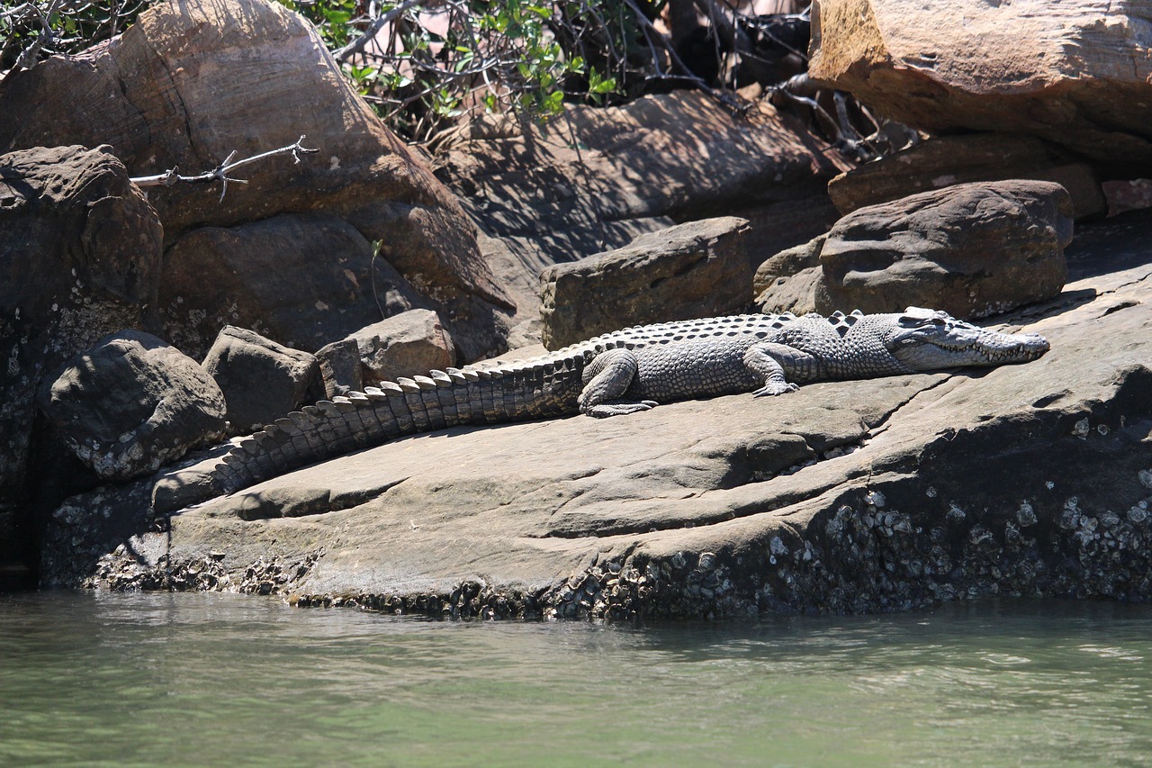 kimberley saltwater crocodile australia free photo