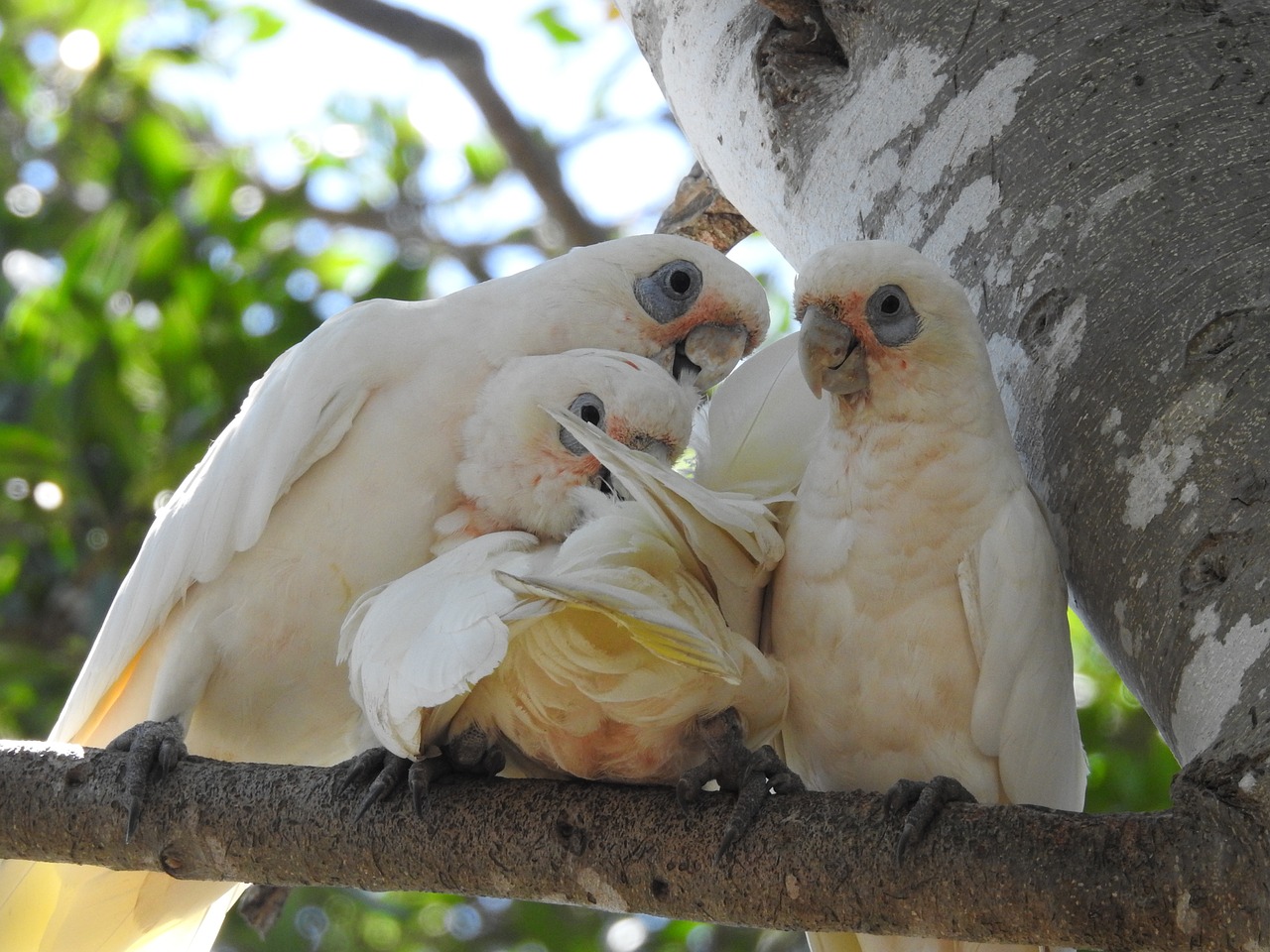 parrots family mum wildlife free photo