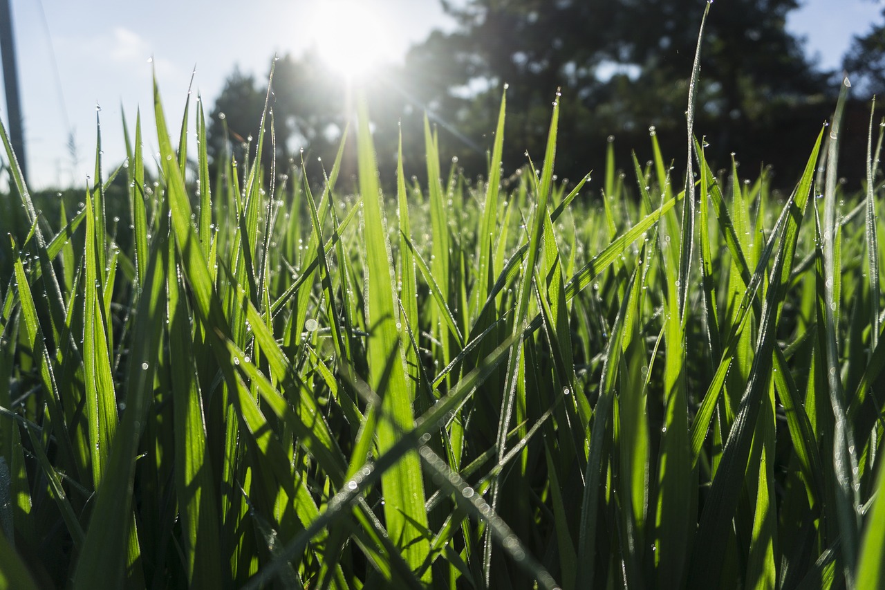 kinds of food  field  plant free photo