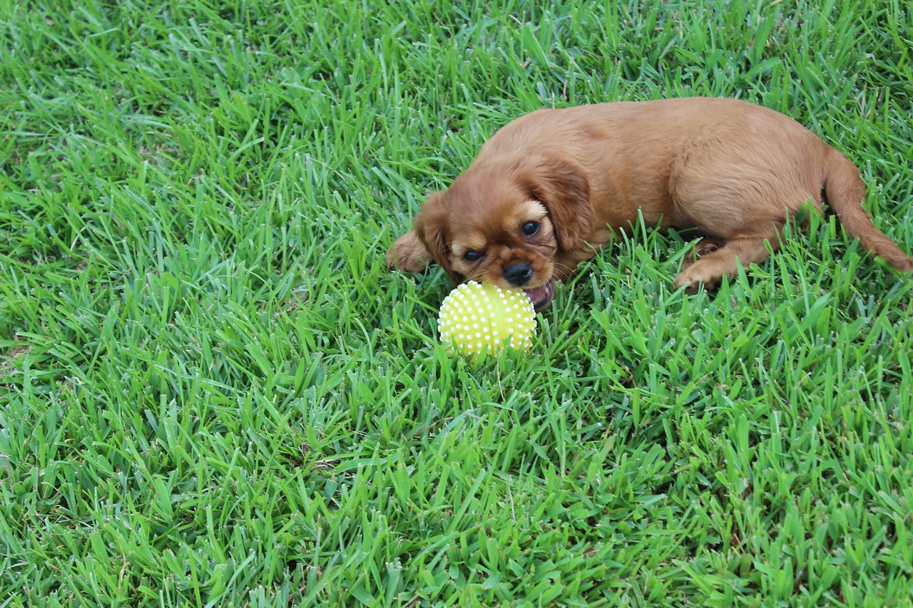 spaniel dog cavalier free photo