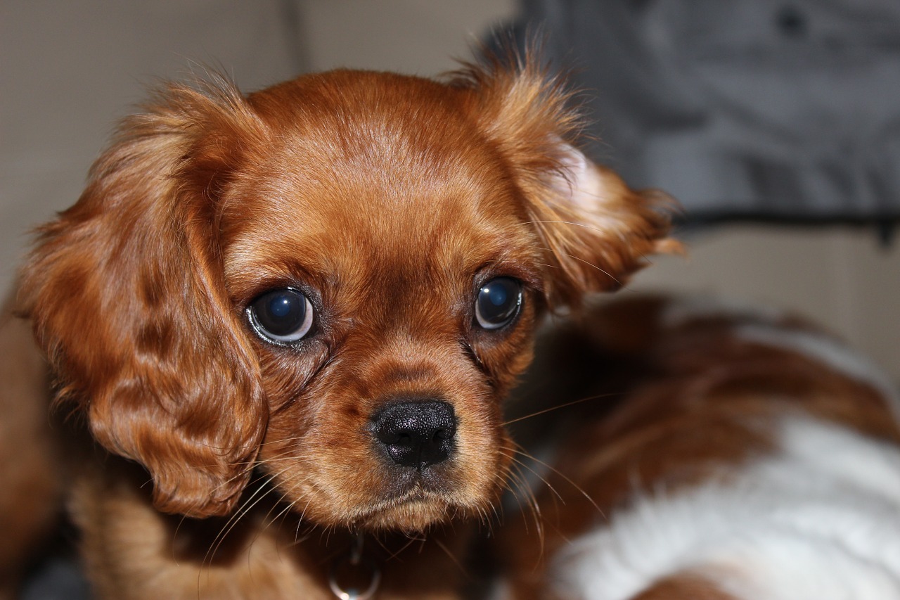 spaniel cavalier dog free photo