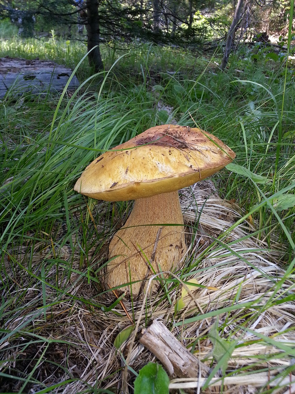 king bolete mushroom free photo