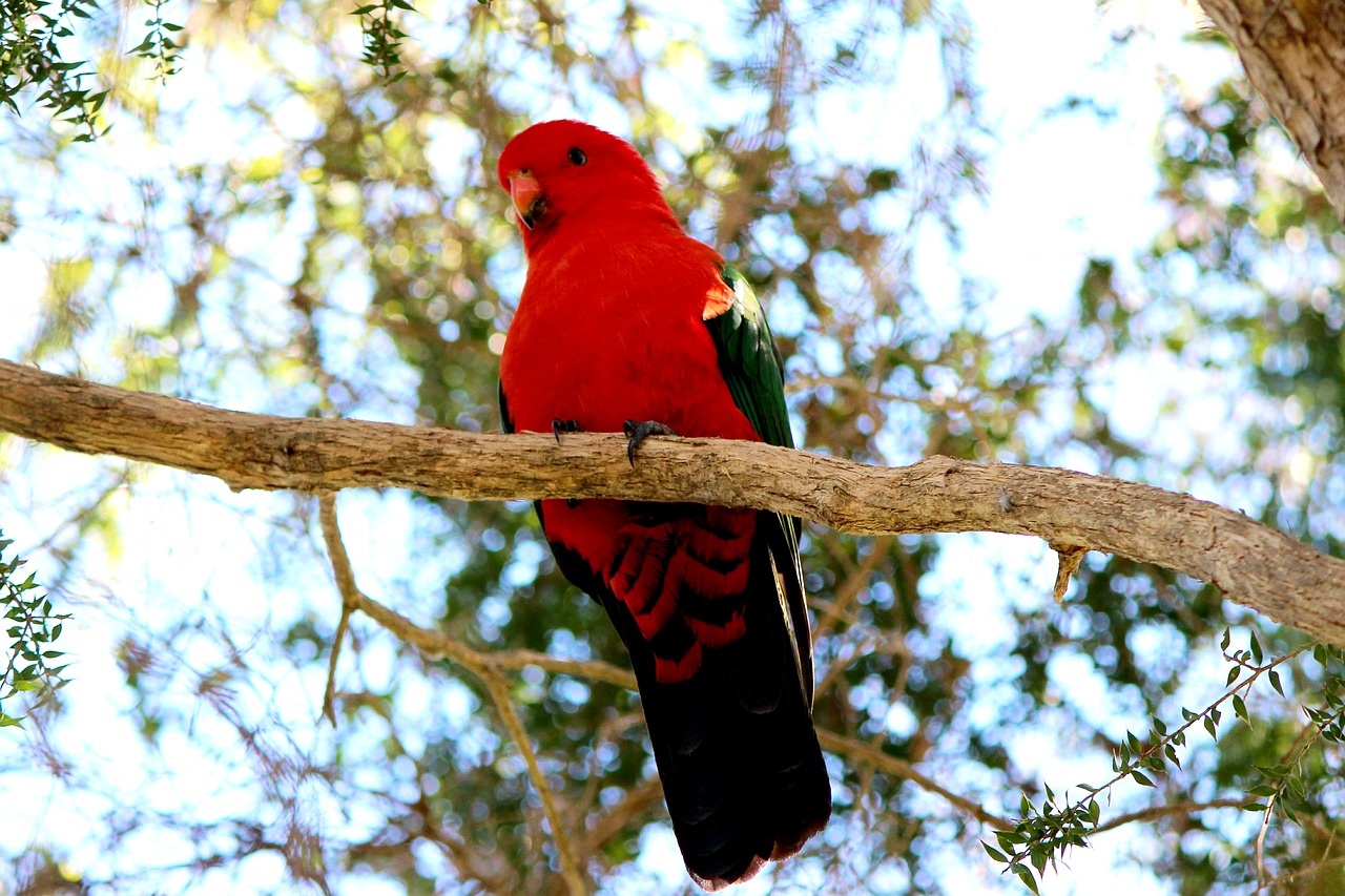 king  parrot  alisterus free photo