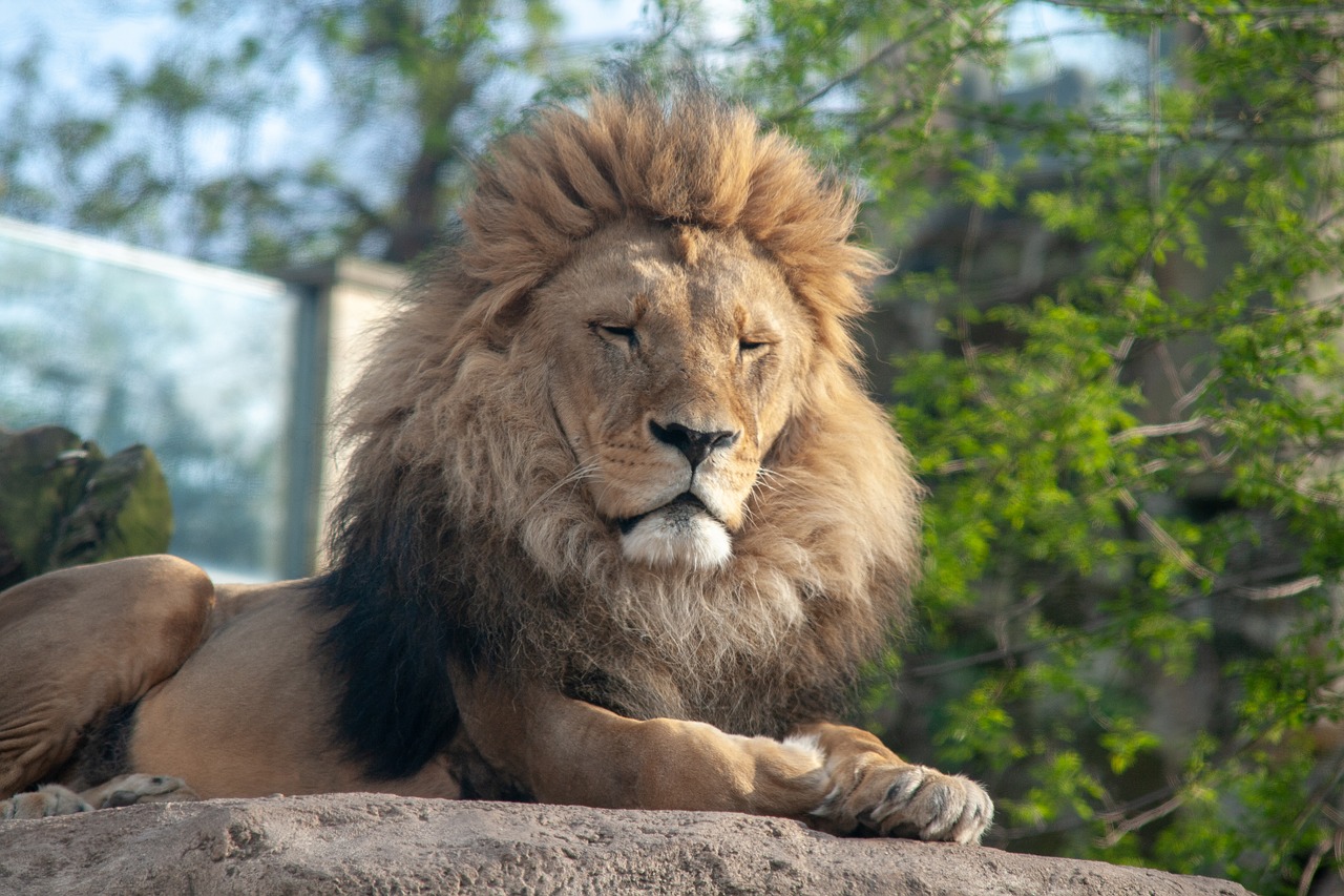king  lions  zoo free photo