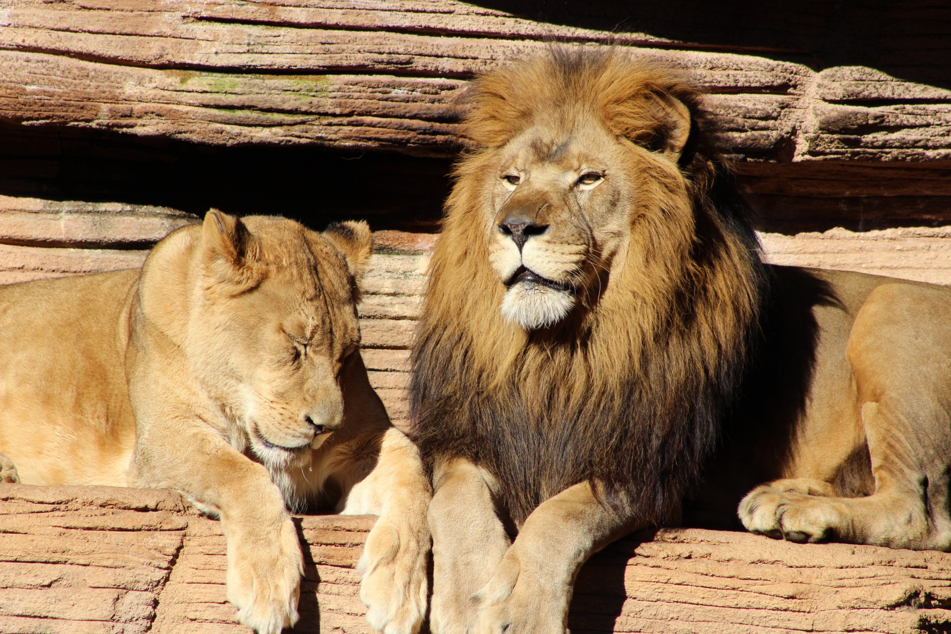 zoo lions king and queen free photo