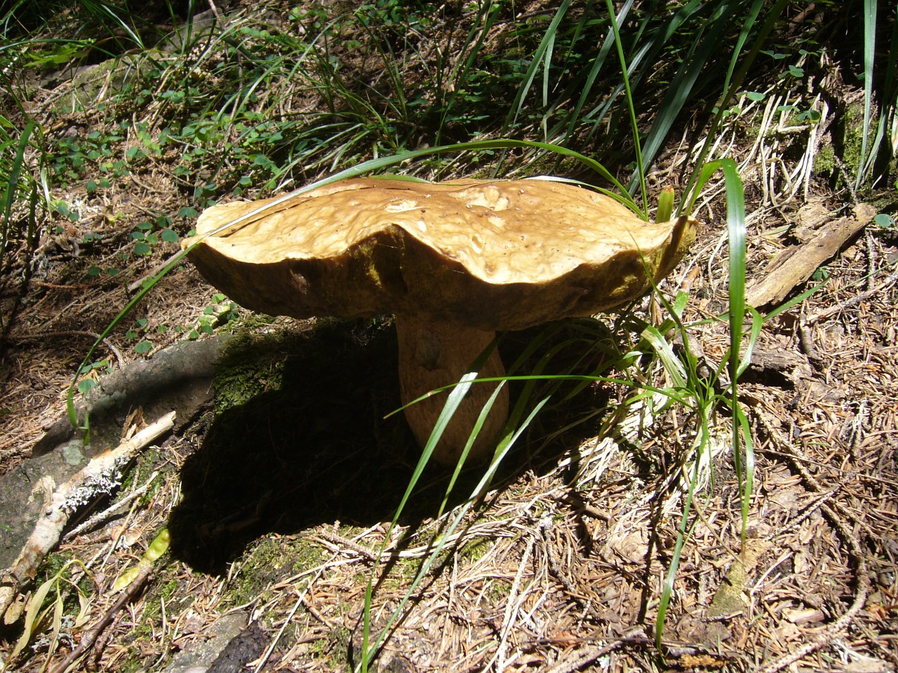 king bolete fungus porcini mushrooms free photo