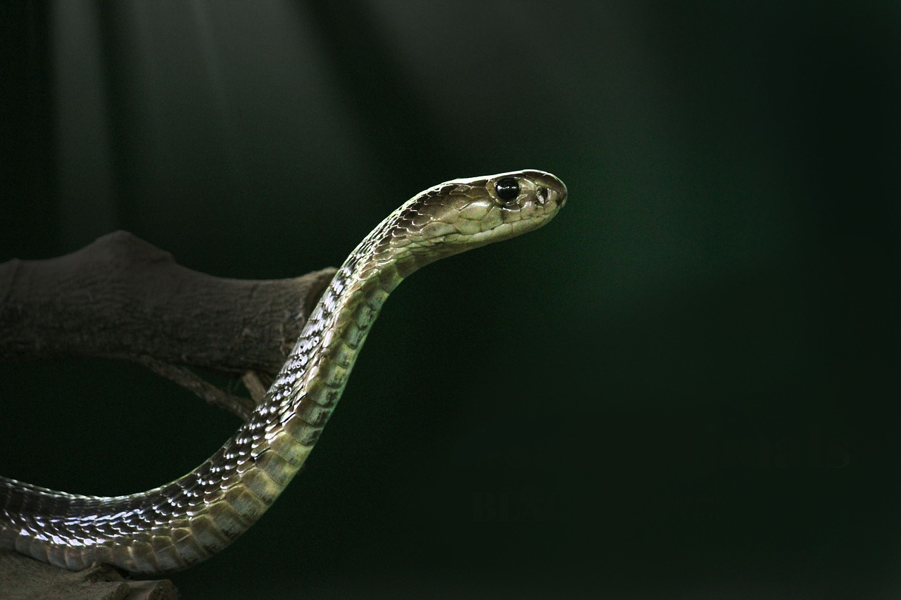 king cobra  cobra  snake free photo