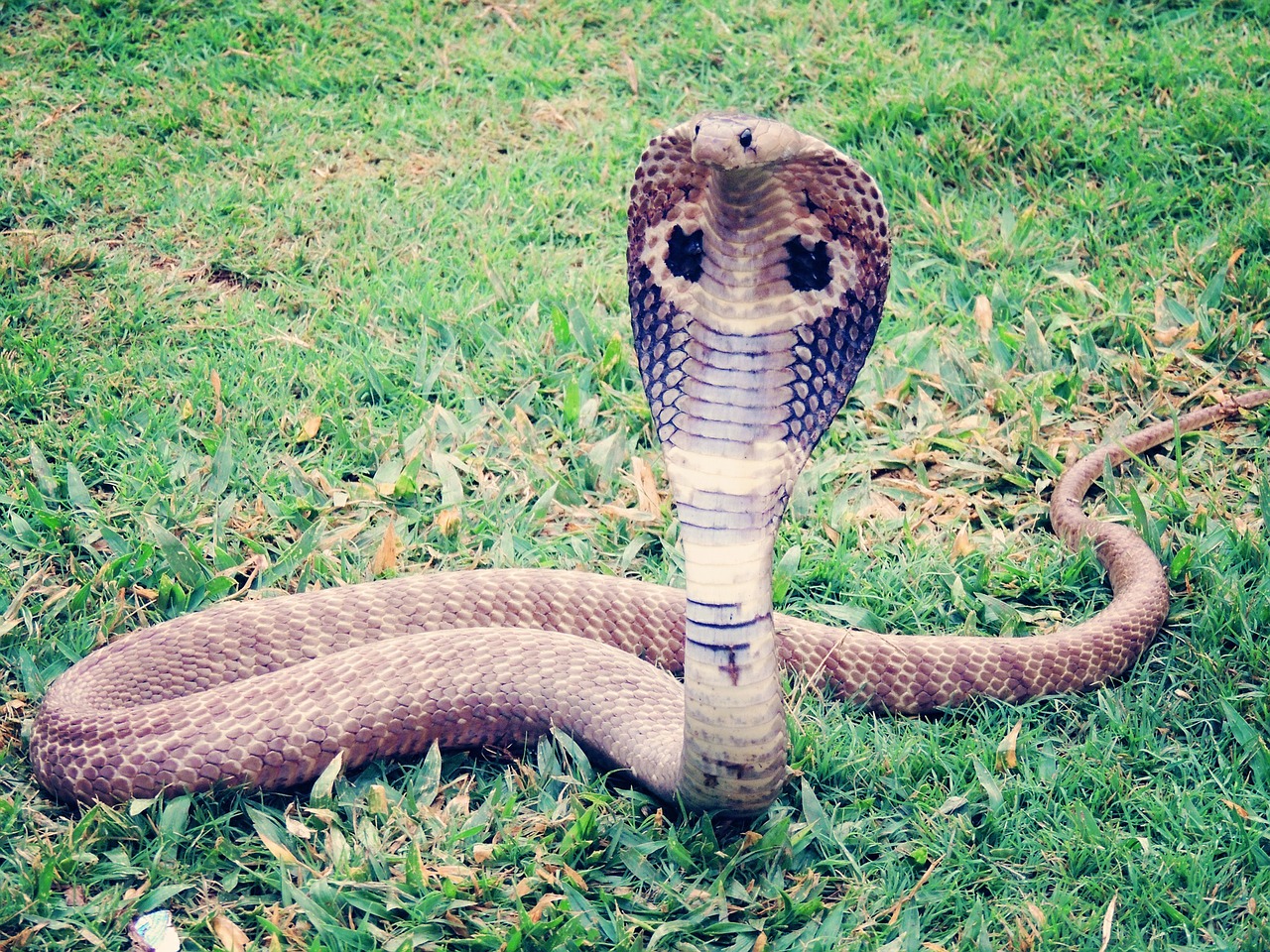 king cobra cobra snake free photo