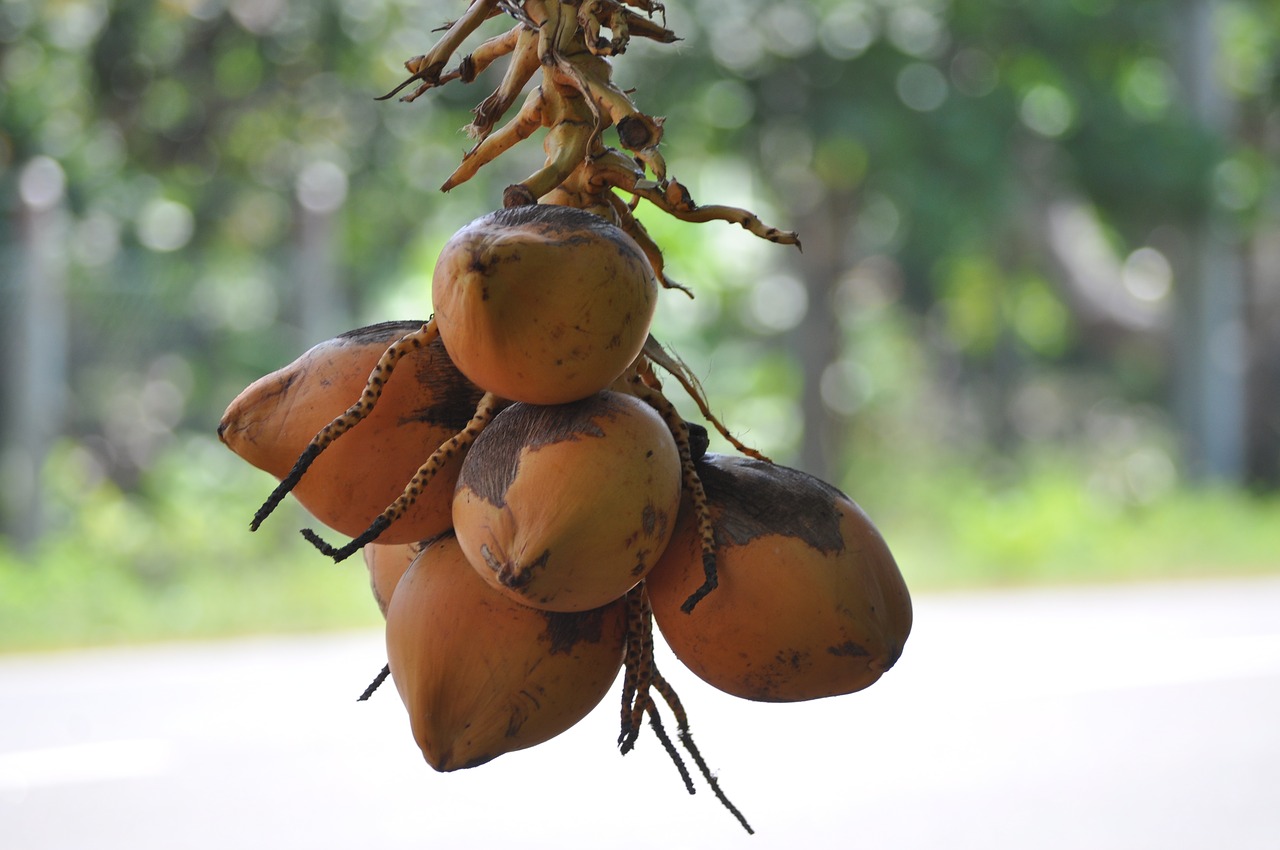 king coconut  coconut  drinks free photo