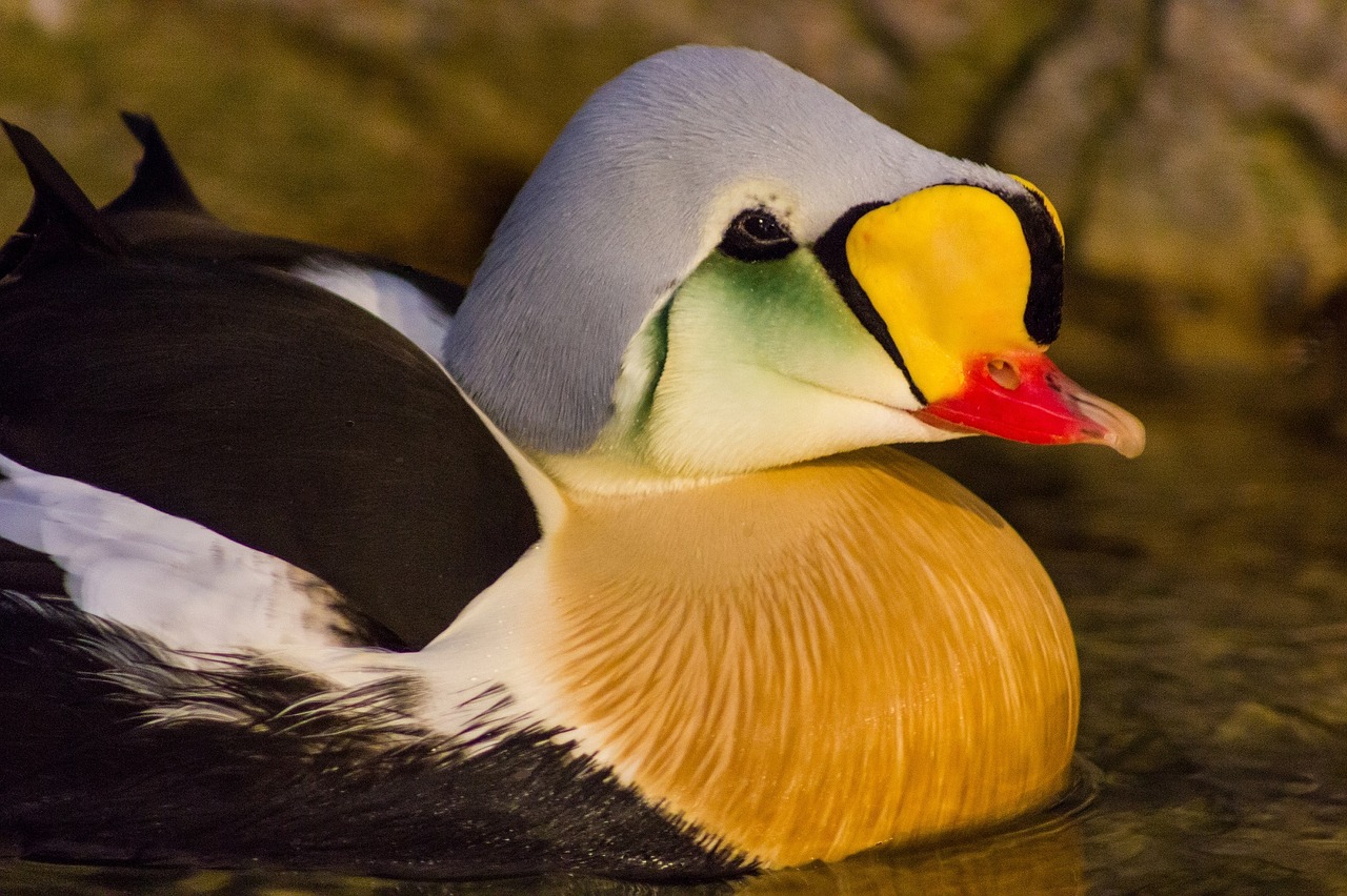 king eider duck swimming free photo