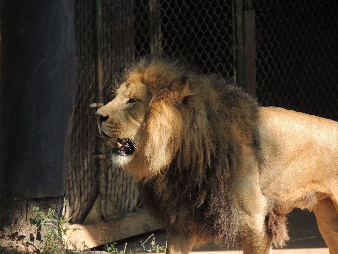 king of the beasts lion male lion free photo