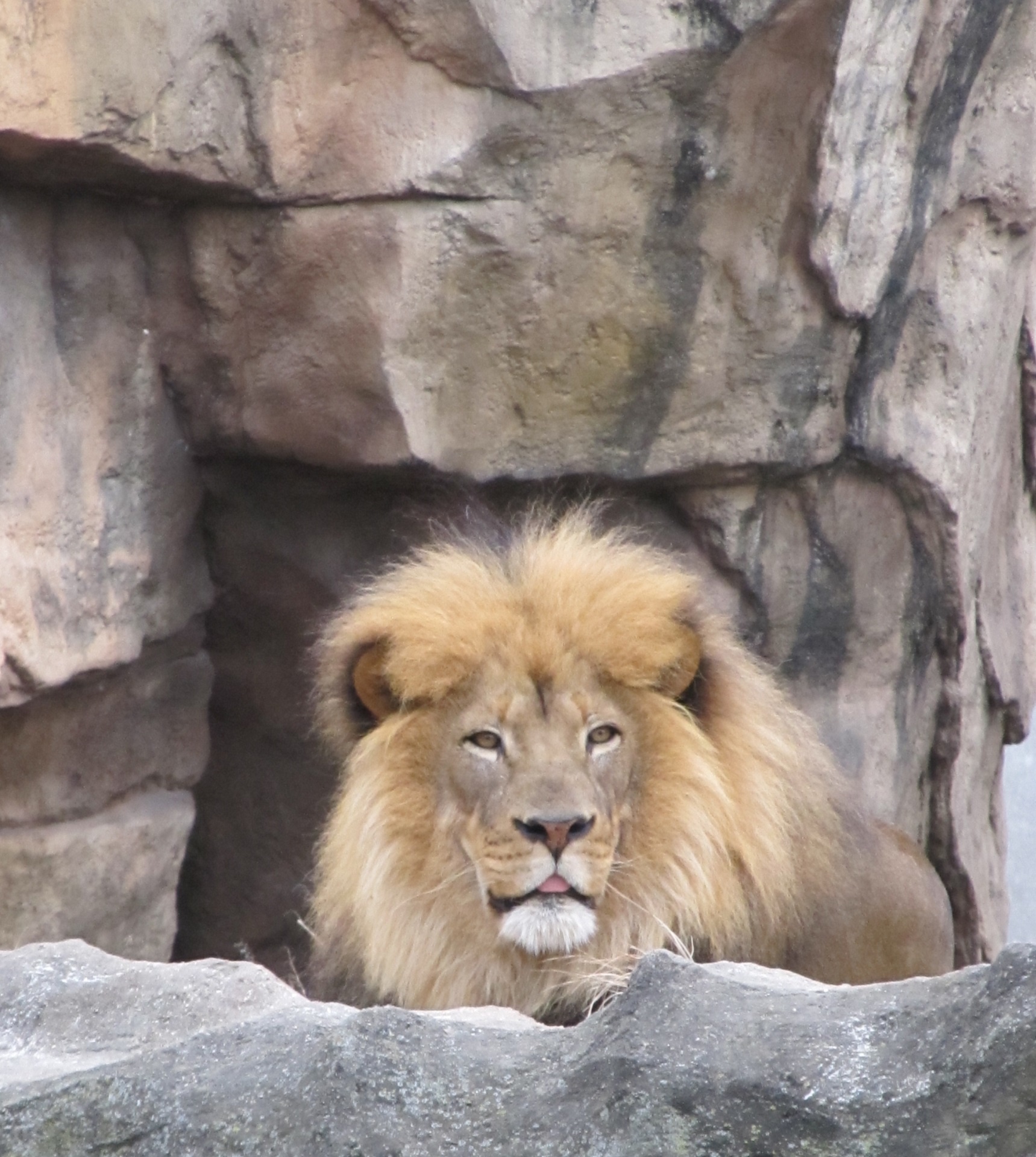 lion male feline free photo