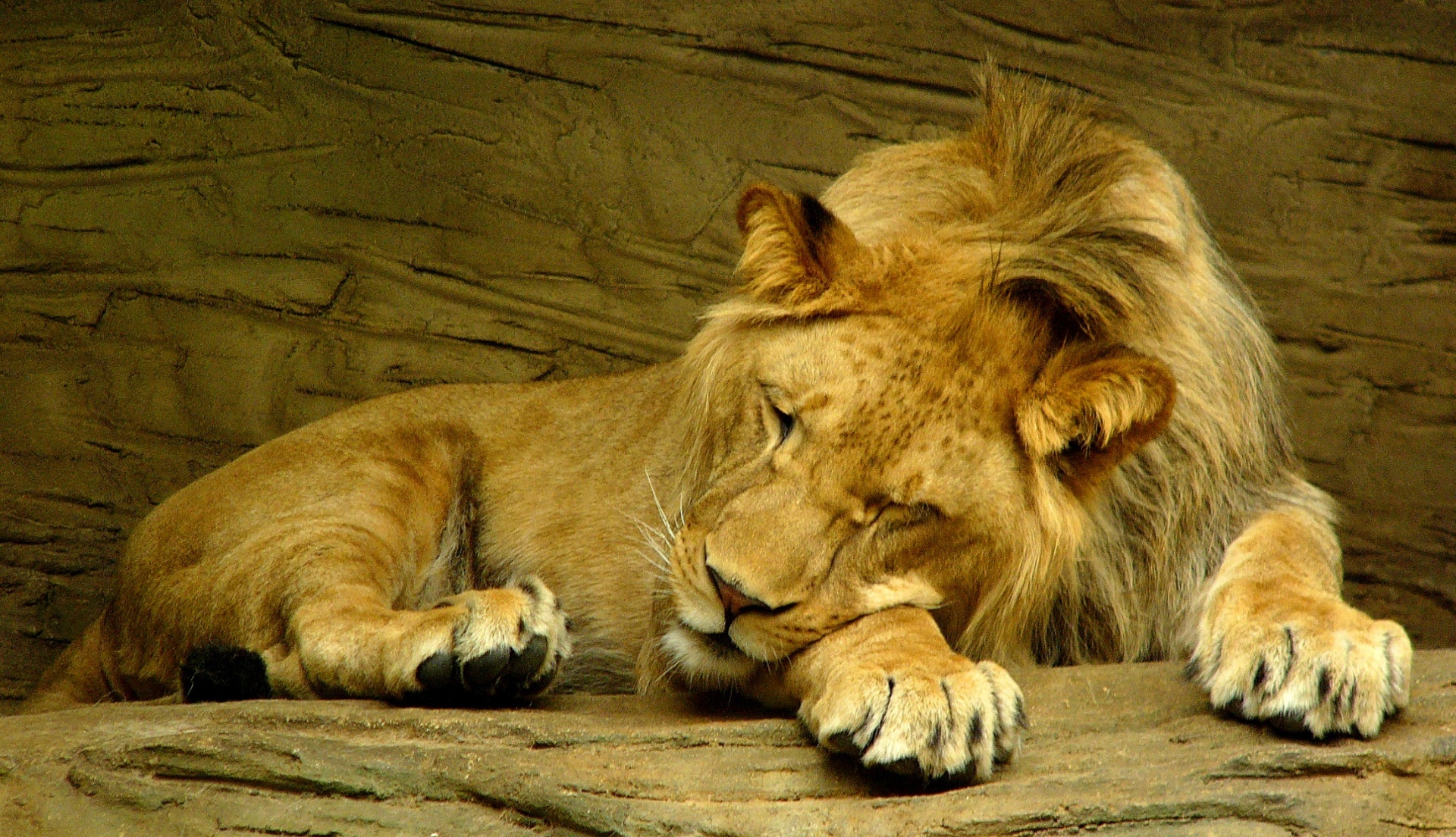 lion feline sleeping free photo