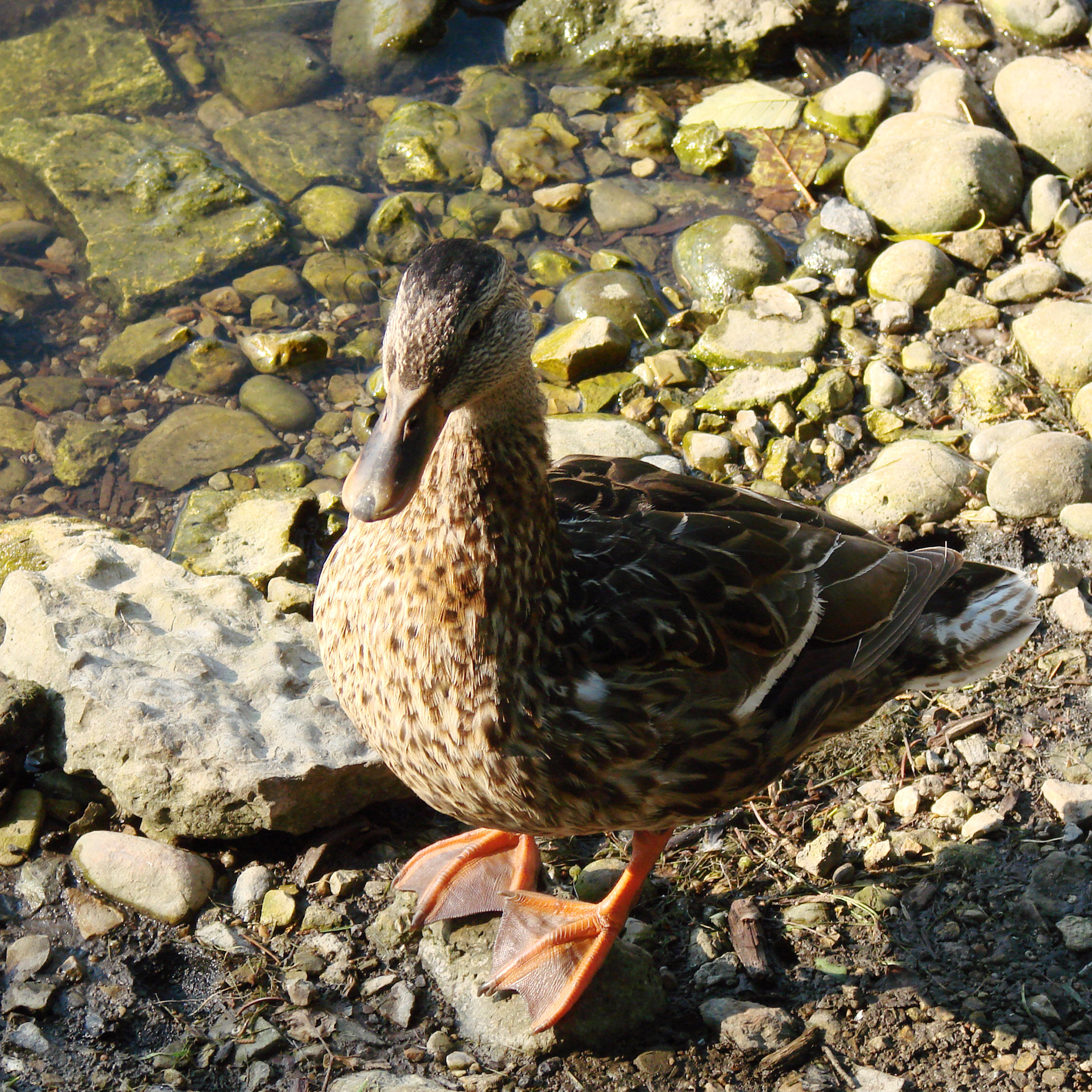 duck standing rock lake nature free photo