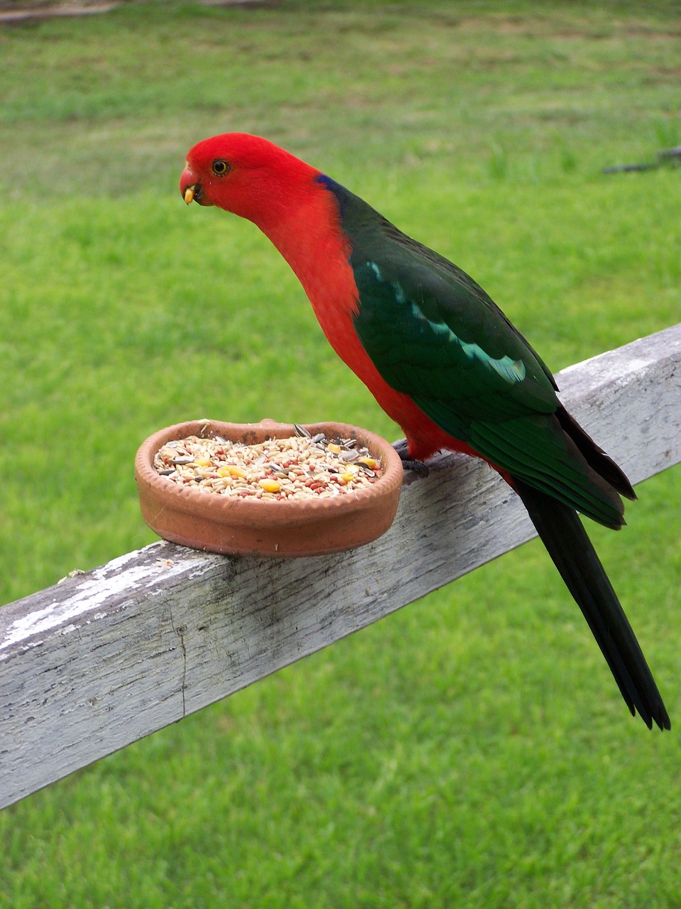 king parrot  bird  wildlife free photo