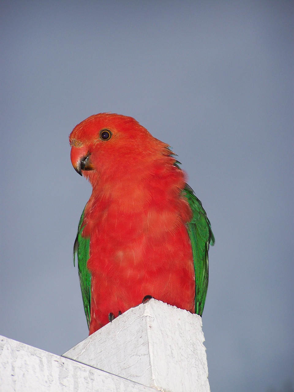 king parrot  bird  parrot free photo