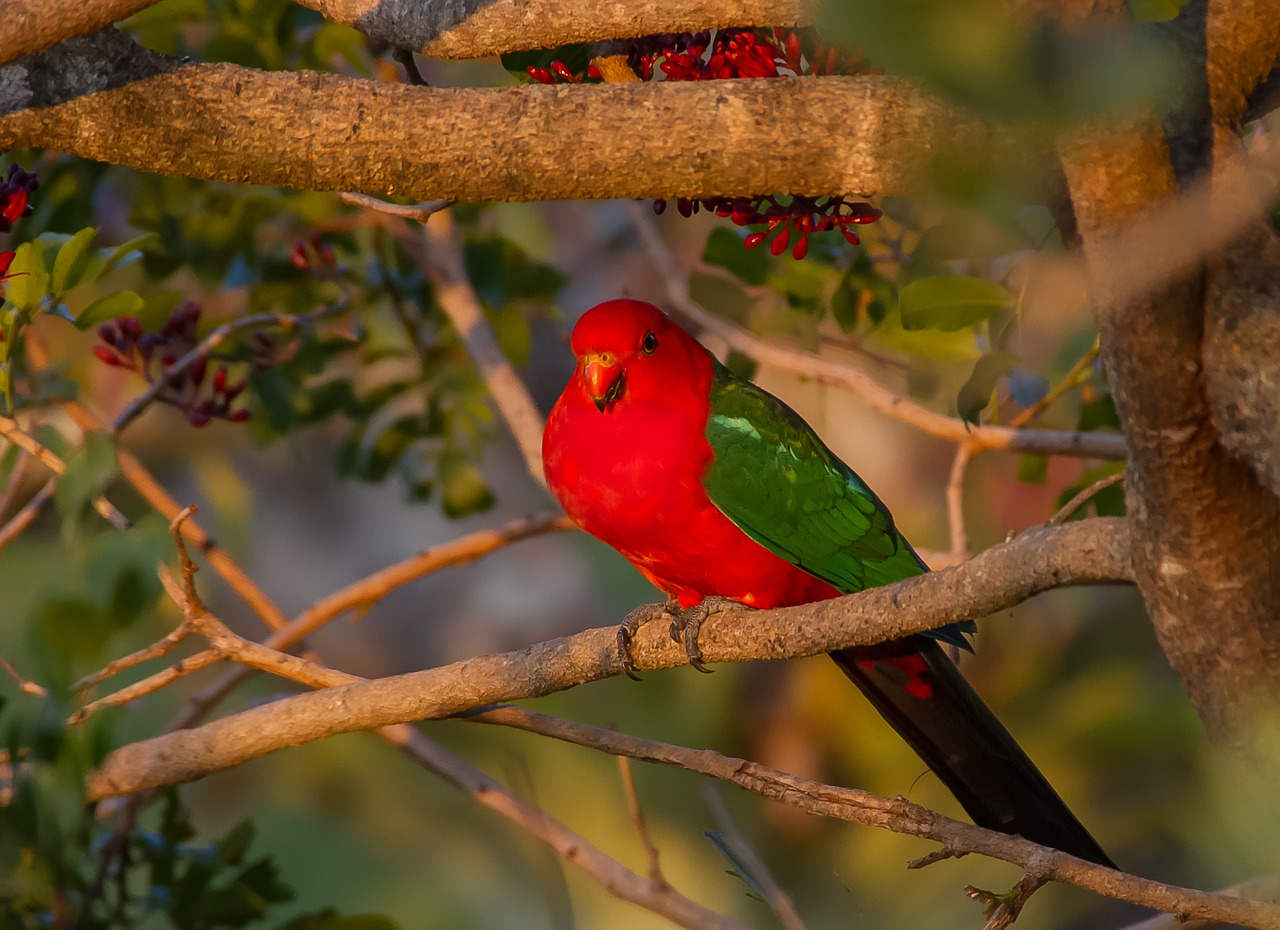 king parrot  alisterus scapularis  bird free photo