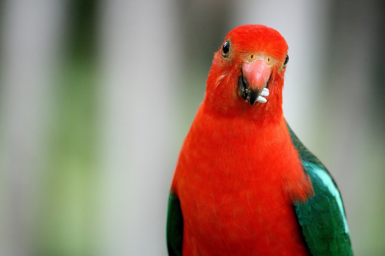 king parrot red bird free photo