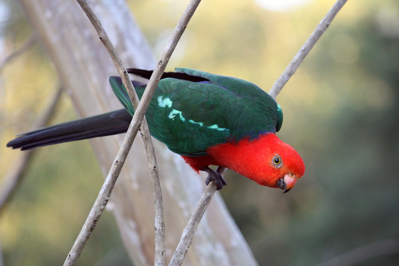 king parrot red green free photo