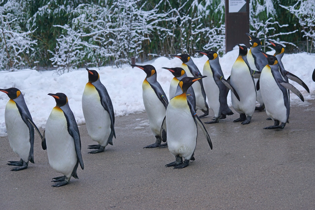 king penguin walk penguin parade free photo