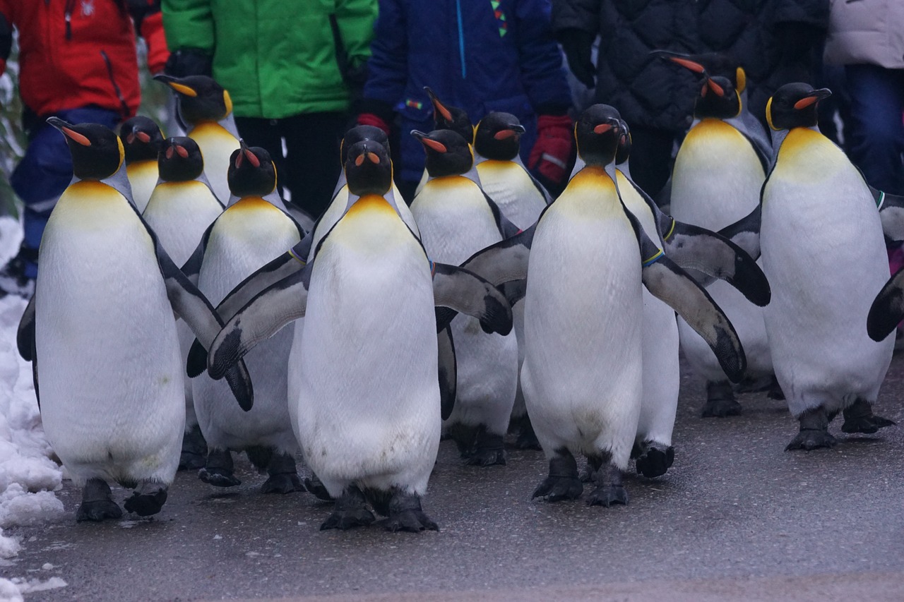 king penguin walk penguin parade free photo