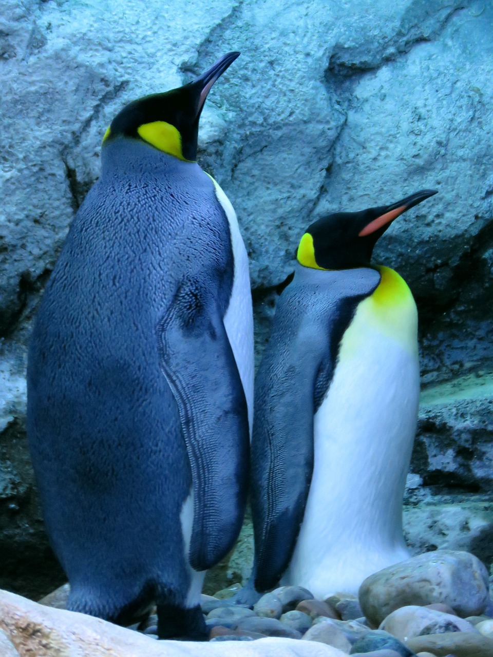 king penguin penguins calgary zoo free photo
