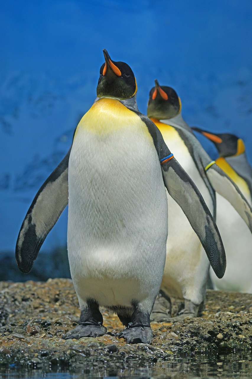 king penguin penguin beaks free photo