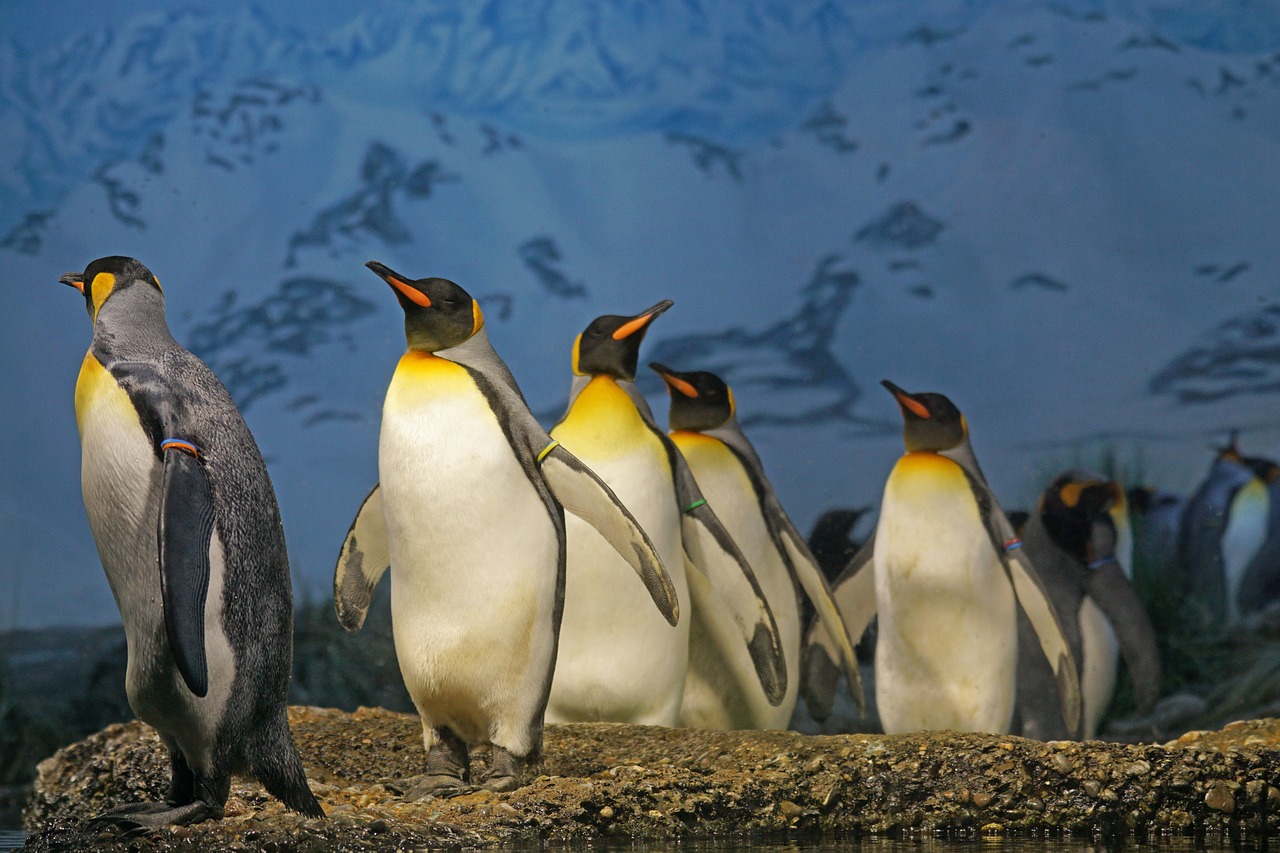 king penguin penguin beaks free photo