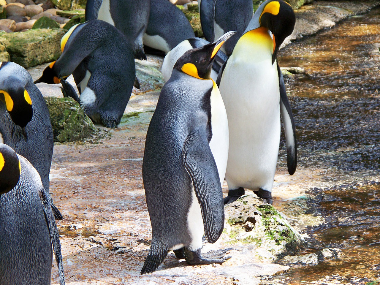 king penguin aptenodytes patagonicus aquatic free photo