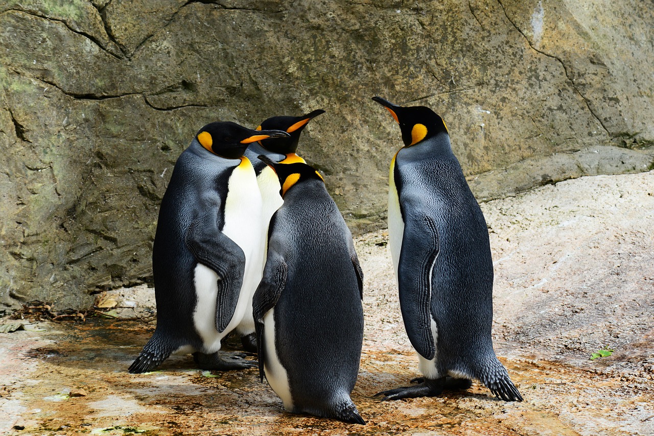 king penguin penguins group of penguins free photo