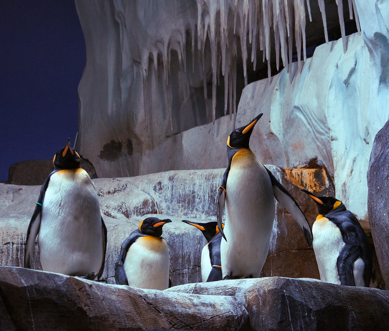 king penguin  penguin  bird free photo